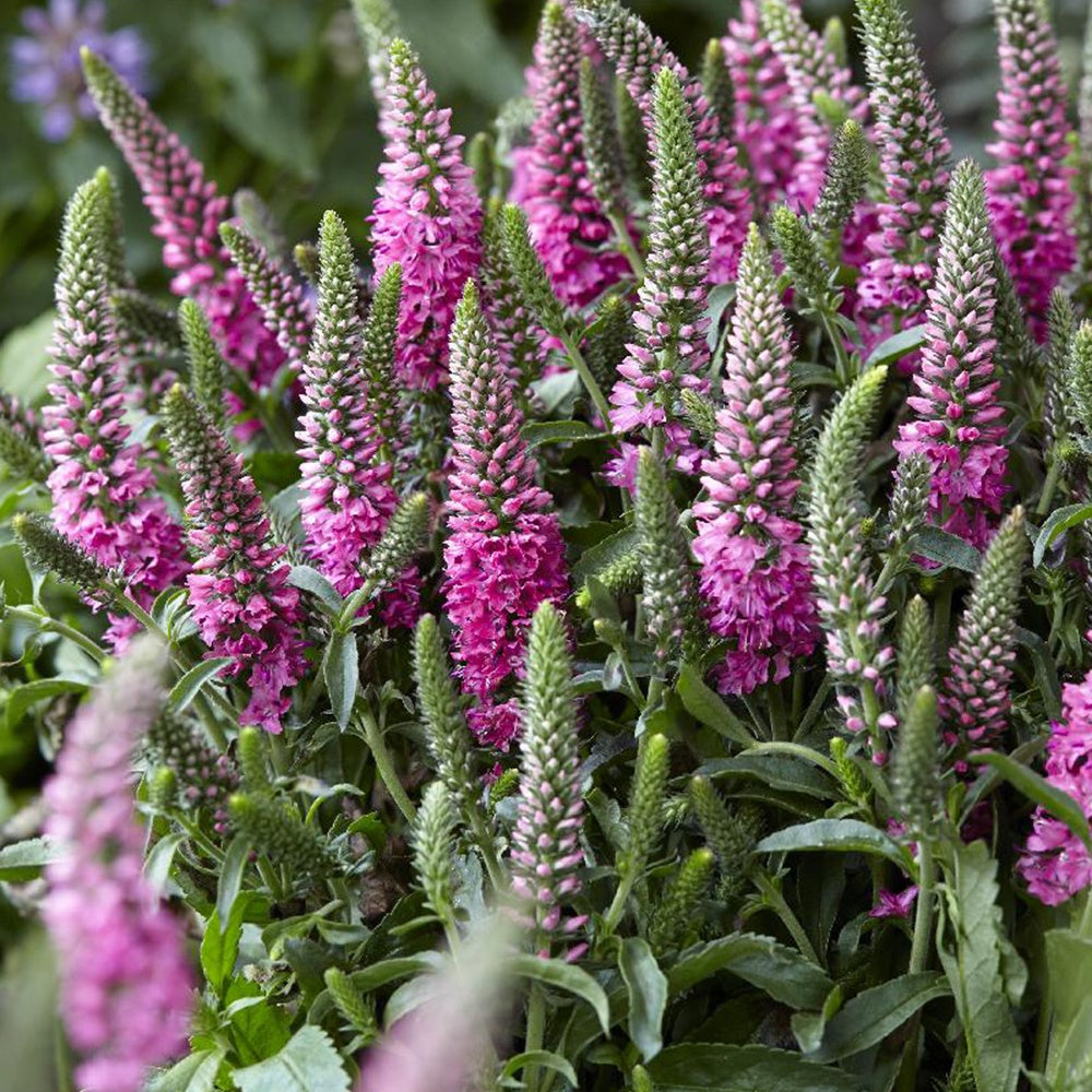 Ehrenpreis Bubblegum Candles ® - Veronica spicata bubblegum candle's ® - Bakker