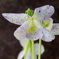 Pfingstveilchen Freckles - Viola sororia freckles - Bakker