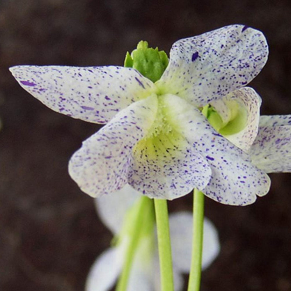 Pfingstveilchen Freckles - Viola sororia freckles - Bakker