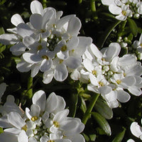 Verkauf Schleifenblume 'Schneeflocke' - Iberis sempervirens 'snowflake'
