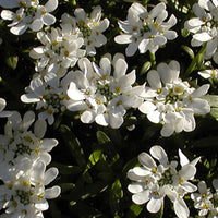 Schleifenblume - Schleifenblume 'Schneeflocke' - Iberis sempervirens 'snowflake'
