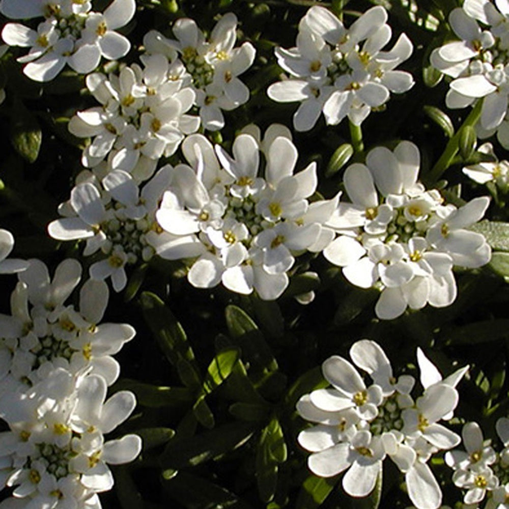 Schleifenblume - Schleifenblume 'Schneeflocke' - Iberis sempervirens 'snowflake'