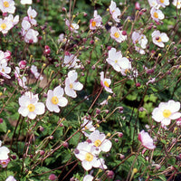 Japanische Anemone Robustissima - Bakker