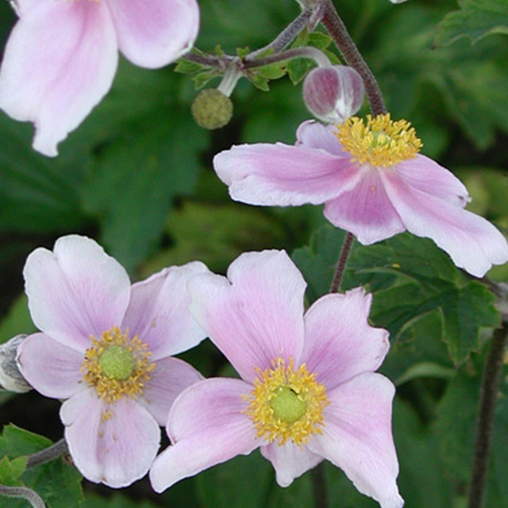 Japanische Anemone Robustissima - Anemone tomentosa 'robustissima' - Bakker