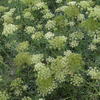 Meerfenchel - Crithmum maritimum - Bakker