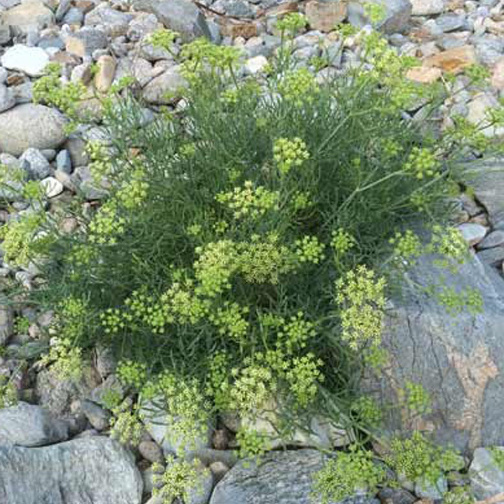 Meerfenchel - Bakker