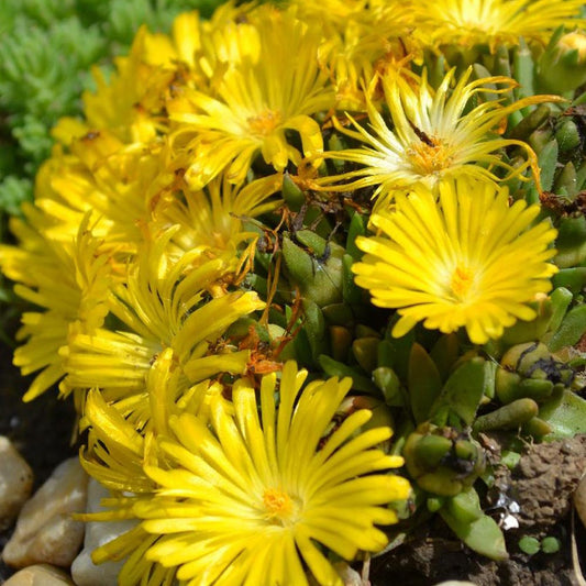 Mittagsblume - Bakker