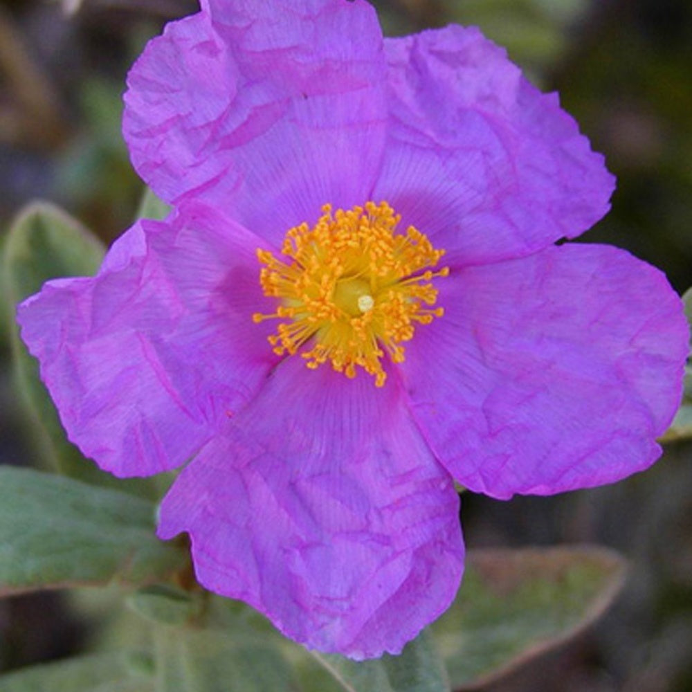 Graulaubige Zistrose - Cistus albidus - Bakker