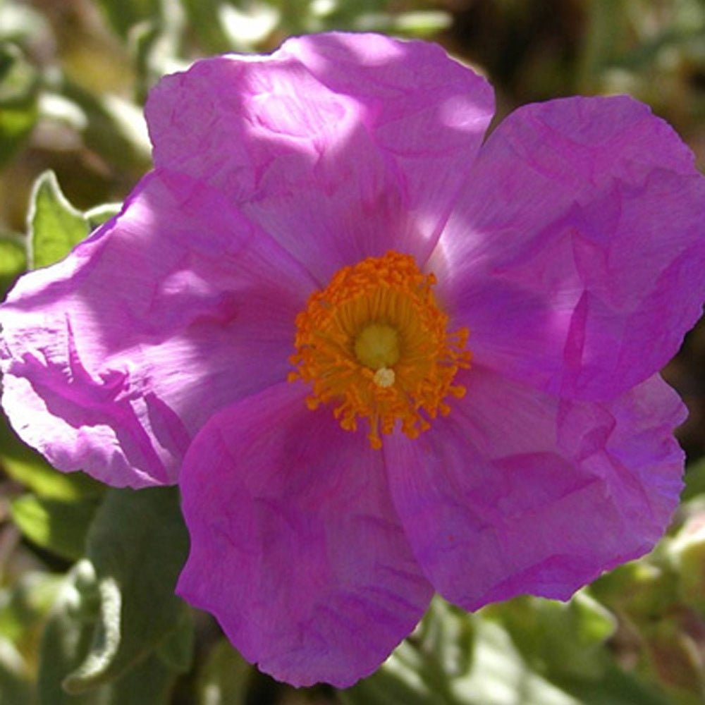 Graulaubige Zistrose - Bakker