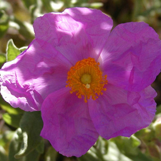 Graulaubige Zistrose - Bakker
