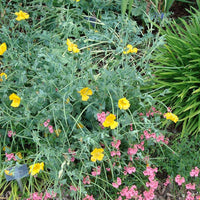 Glaucium flavum - Gelber Hornmohn - Stauden