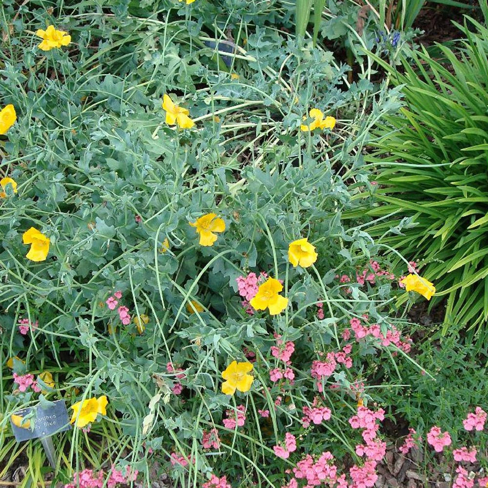 Glaucium flavum - Gelber Hornmohn - Stauden
