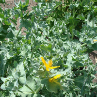 Verkauf Gelber Hornmohn - Glaucium flavum
