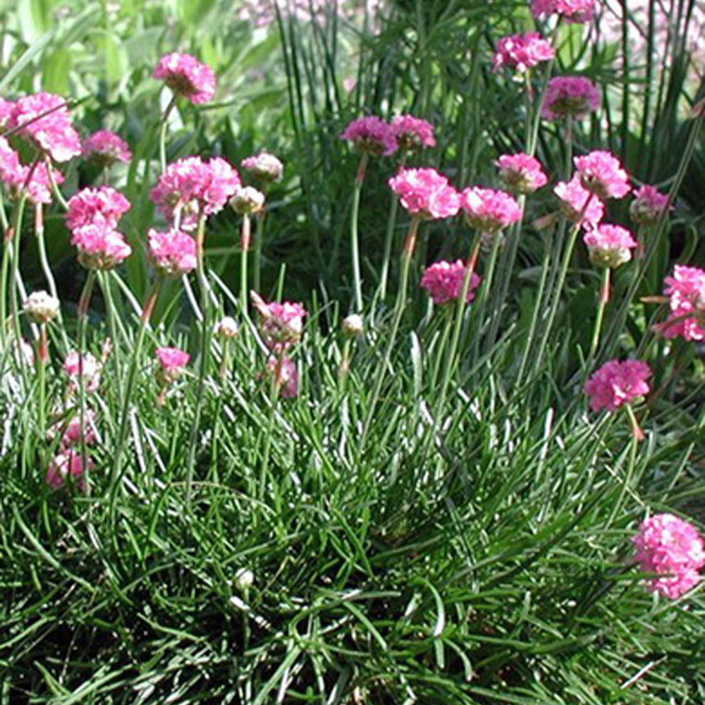 Garten-Grasnelke Splendens - Armeria maritima 'splendens' - Bakker