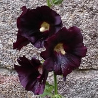Stockrose schwarz - Bakker