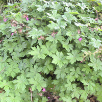 Geranien - Balkan-Storchschnabel - Geranium macrorrhizum