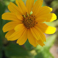 Sonnenauge Sommersonne - Heliopsis helianthoides Summer Sun - Bakker