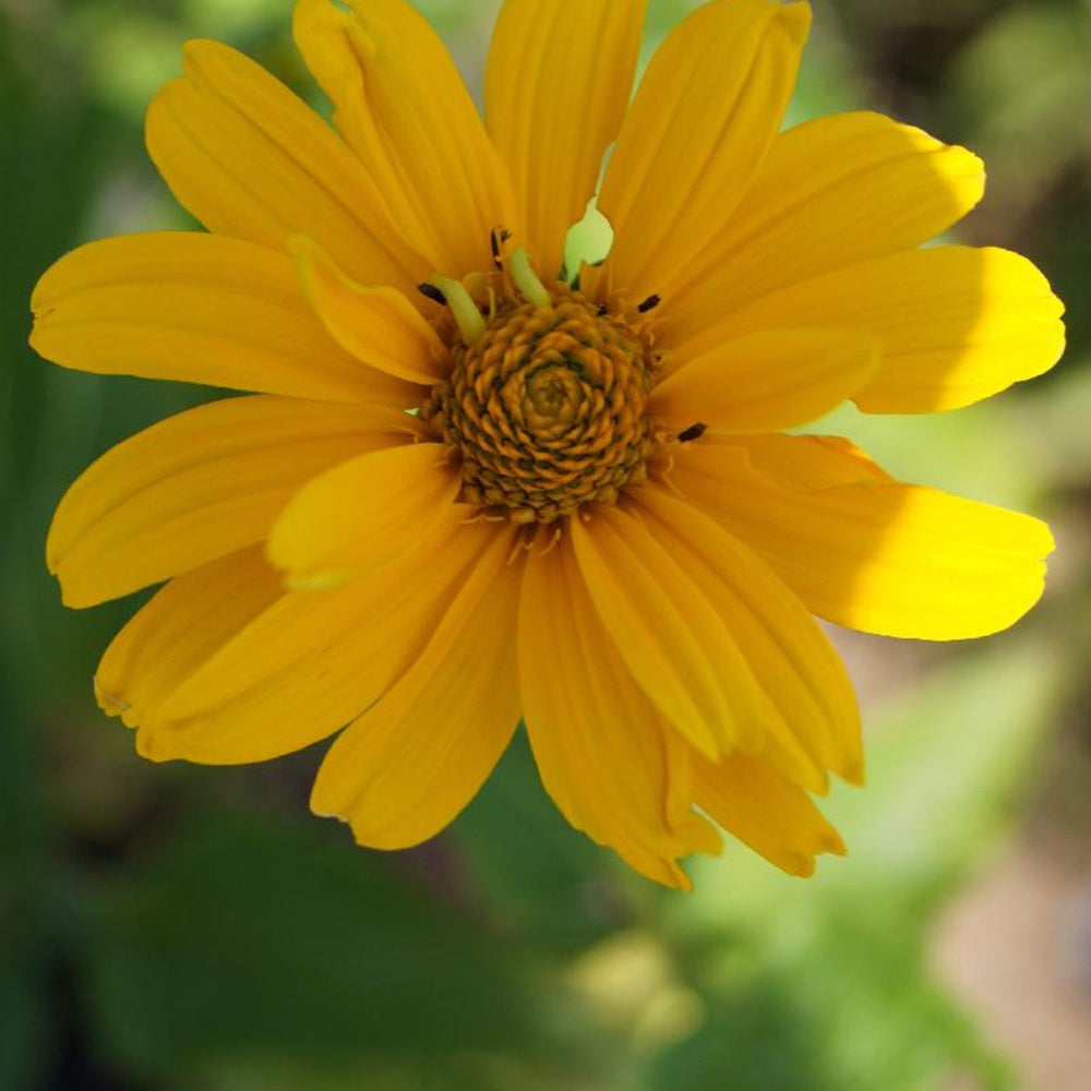 Sonnenauge Sommersonne - Heliopsis helianthoides Summer Sun - Bakker