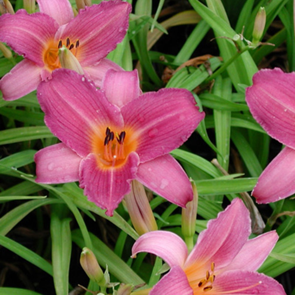 Taglilie Sugar Candy - Hemerocallis sugar candy - Bakker