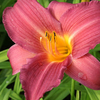Hemerocallis sugar candy - Taglilie Sugar Candy - Hemerocallis - Taglilie
