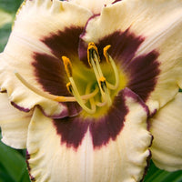 Hemerocallis canadian border patrol - Taglilie 'Canadian Border Patrol' - Hemerocallis - Taglilie