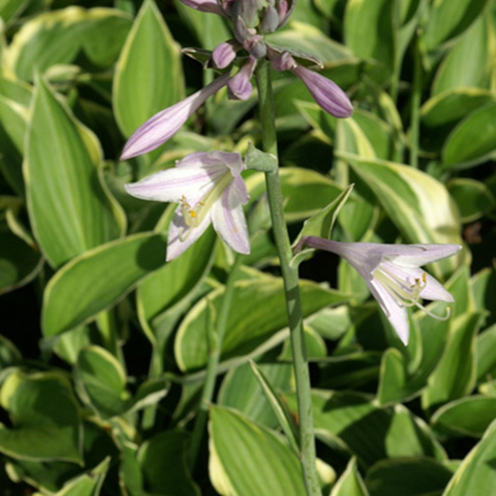 Funkie ‘Fortunei Aureomarginata’ - Hosta fortunei aureomarginata - Bakker