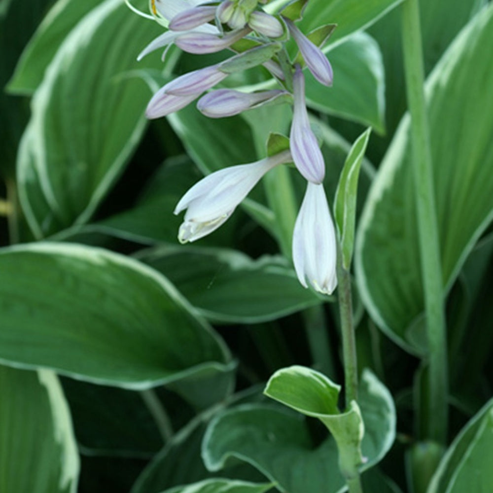 Funkie Francee - Hosta fortunei  Francee - Bakker