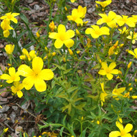 Gelber Lein 'Compactum' - Linum flavum compactum - Bakker