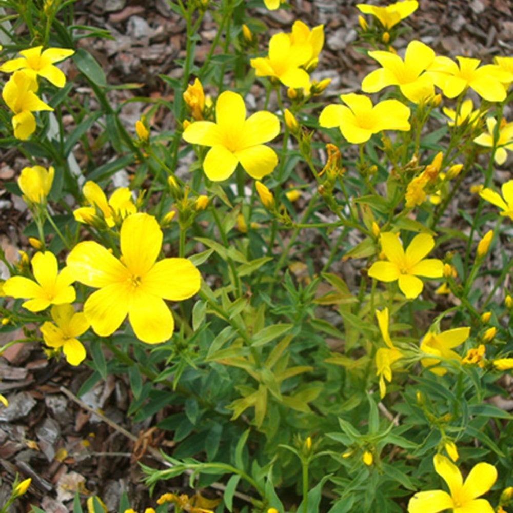 Gelber Lein 'Compactum' - Linum flavum compactum - Bakker