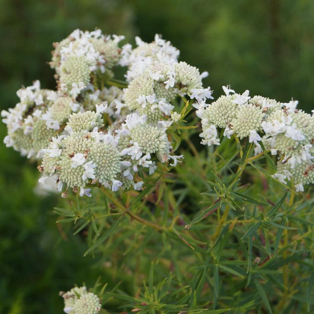 Bergminze - Pycnanthemum flexuosum - Bakker