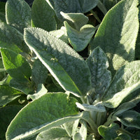 Stachys byzantina Cotton Boll - Wollziest Cotton Boll - Stauden