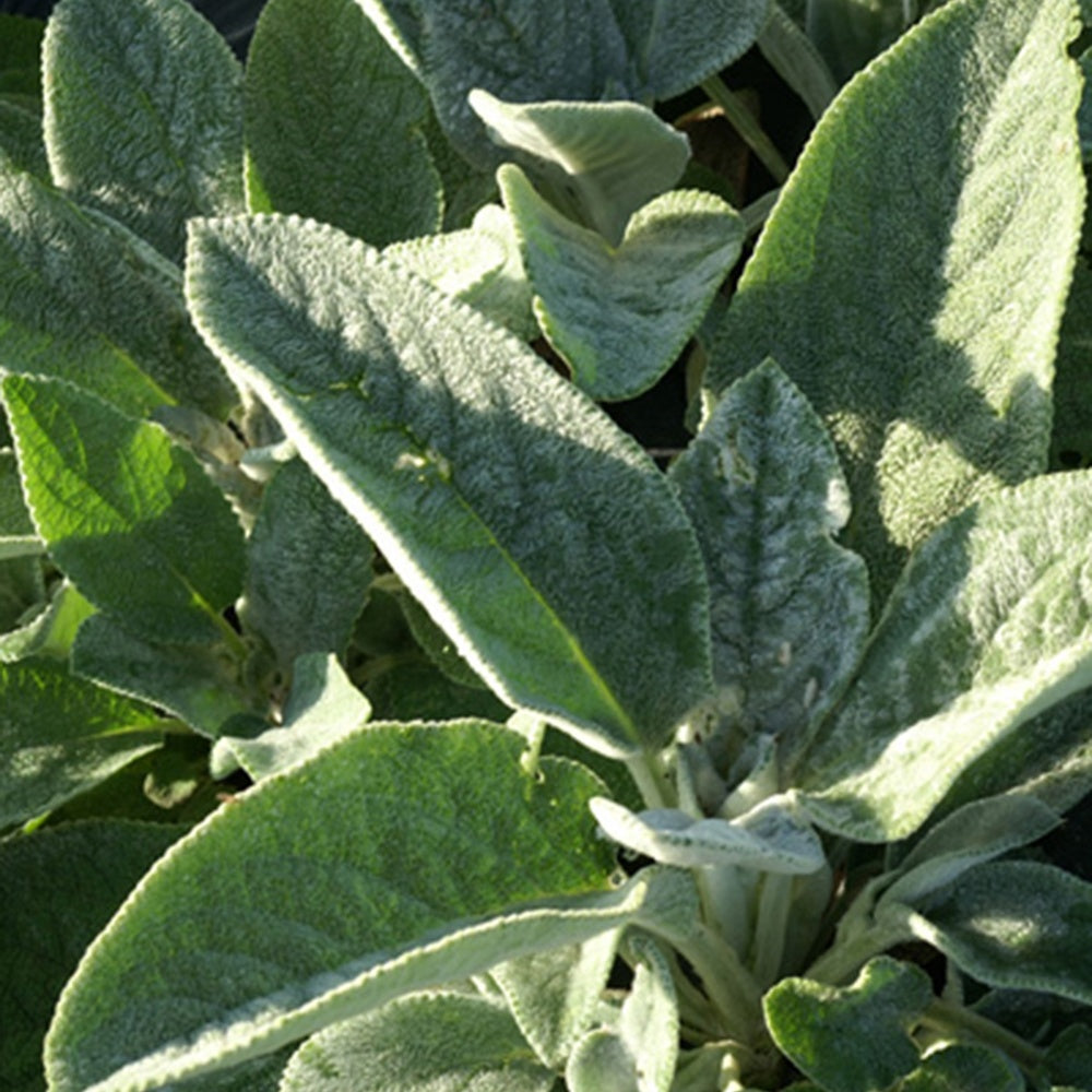 Stachys byzantina Cotton Boll - Wollziest Cotton Boll - Stauden