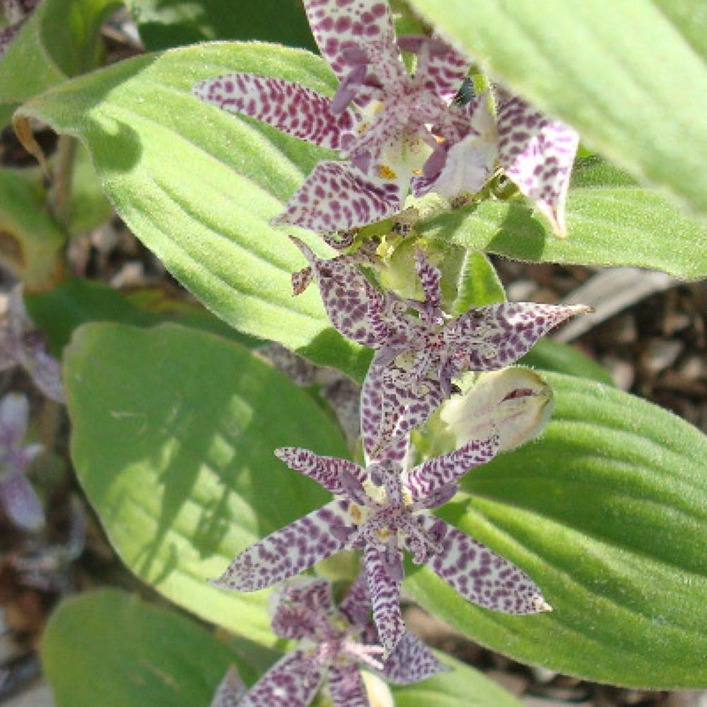 Krötenlilie 'Miyazaki' (Tricyrtis) - Bakker