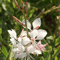 Gaura lindheimeri Corrie's Gold - Prachtkerze 'Corrie's Gold' - Gaura