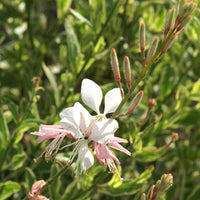Prachtkerze 'Corrie's Gold' - Gaura lindheimeri Corrie's Gold - Bakker