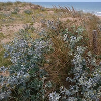 Mannstreu - Stranddistel - Eryngium maritimum