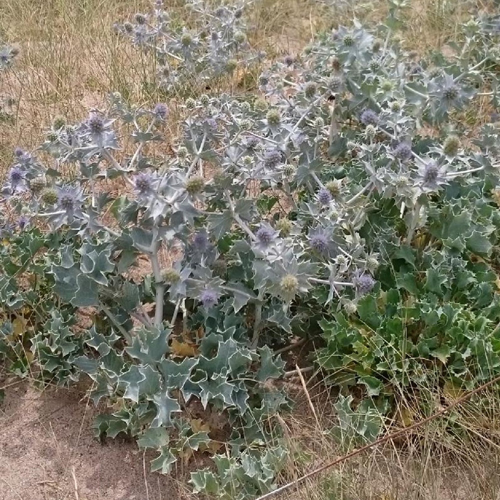 Eryngium maritimum - Stranddistel - Mannstreu
