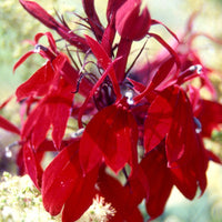 Lobelie Russian Princess - Lobelia speciosa russian princess - Bakker