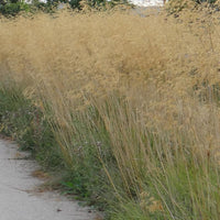 Stipa - Riesen-Federgras (Stipa gigantea) - Stipa gigantea