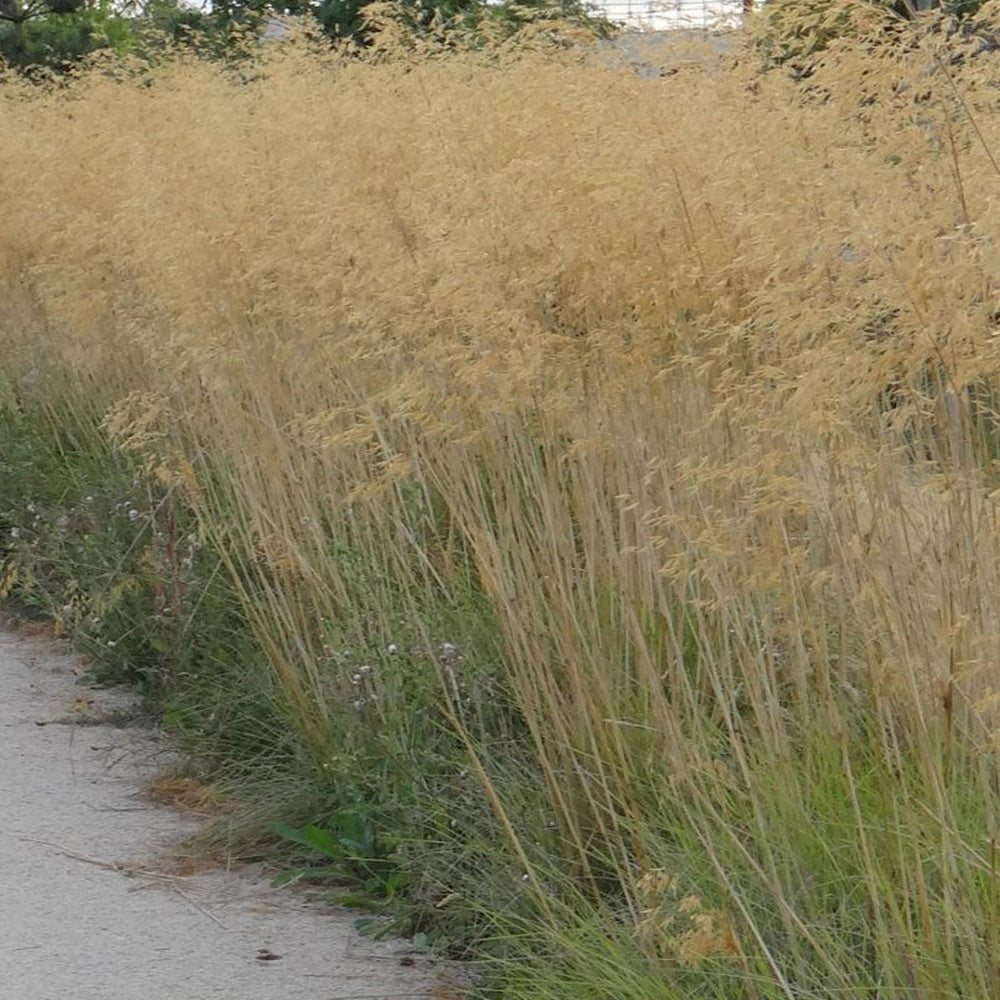 Stipa - Riesen-Federgras (Stipa gigantea) - Stipa gigantea