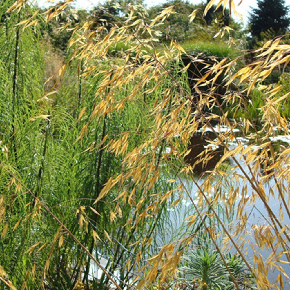 Stipa gigantea - Riesen-Federgras (Stipa gigantea) - Stipa