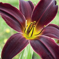 Hemerocallis american revolution - Taglilie ‘American Revolution’ - Hemerocallis - Taglilie