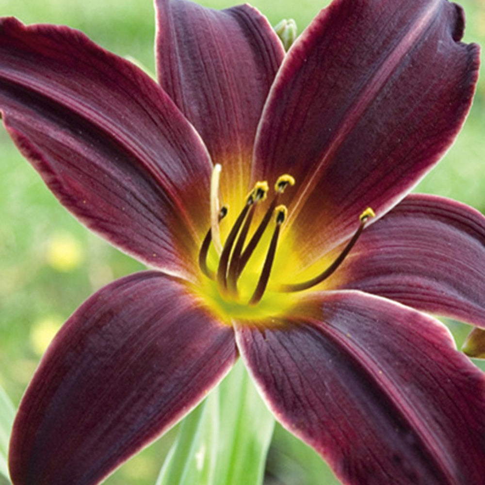 Hemerocallis american revolution - Taglilie ‘American Revolution’ - Hemerocallis - Taglilie