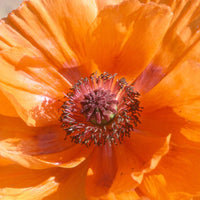 Orientalischer Mohn Harvest Moon - Papaver orientale harvest moon - Bakker