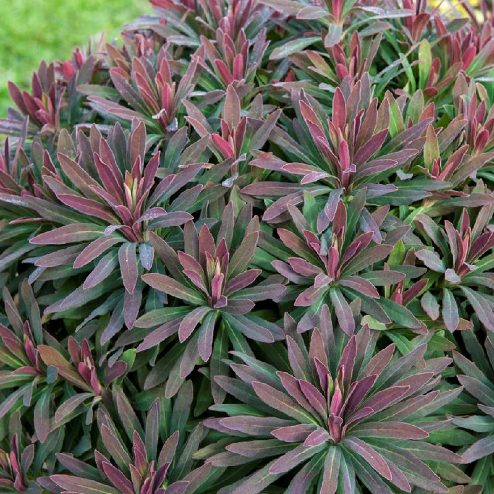 Wolfsmilch Ruby Glow - Euphorbia amygdaloides ruby glow - Bakker