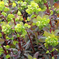 Wolfsmilch Ruby Glow - Bakker