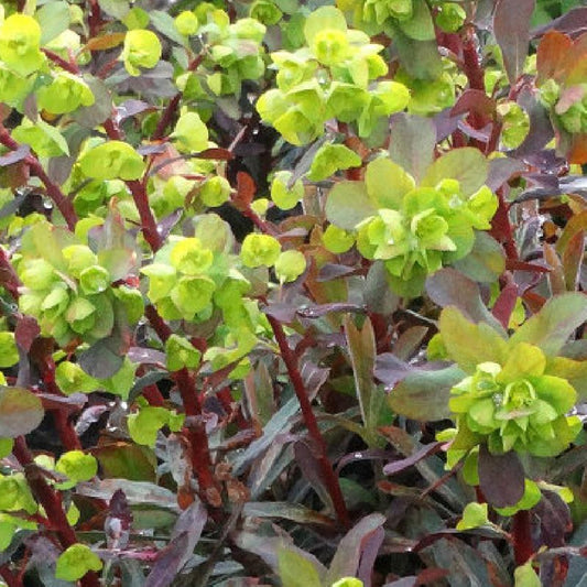 Wolfsmilch Ruby Glow - Bakker