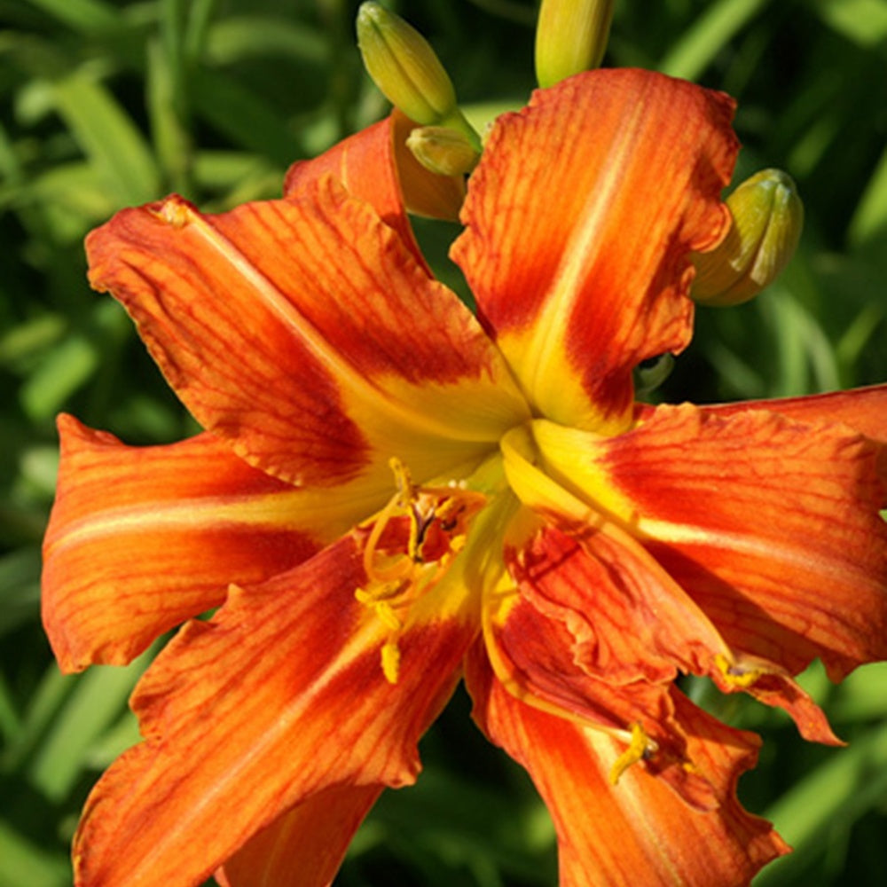 Gelbe Taglilie 'Flore Pleno' - Bakker