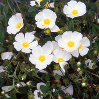 Stumpfblättrige Zistrose - Cistus obtusifolius - Bakker