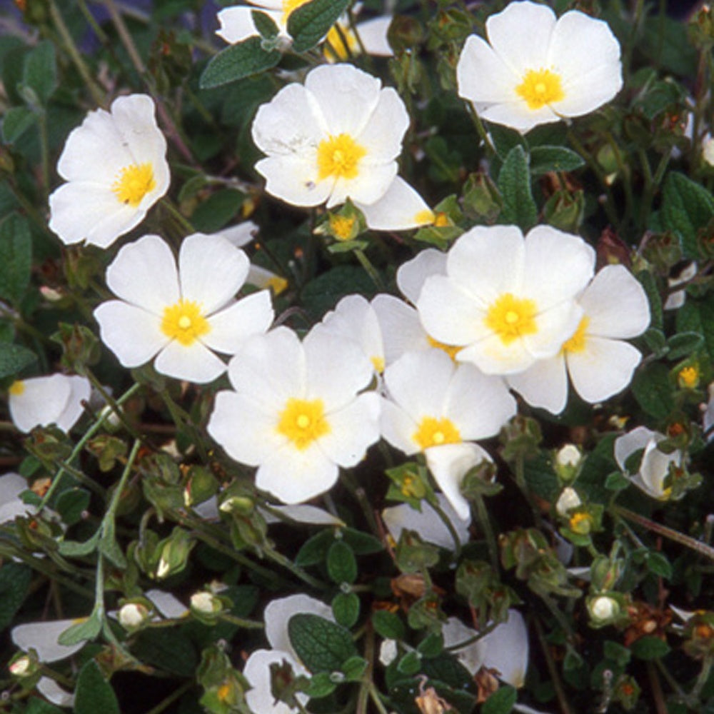 Stumpfblättrige Zistrose - Cistus obtusifolius - Bakker